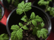 Ove rajčice posijte u veljači i one će rađati do jeseni