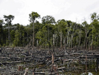 EU uskoro zabranjuje uvoz proizvoda koji pridonose deforestaciji