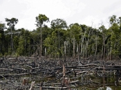 EU uskoro zabranjuje uvoz proizvoda koji pridonose deforestaciji
