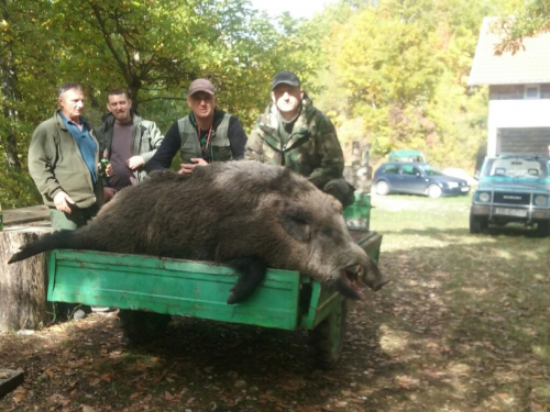 Lovci lovačke sekcije "Lug" ubili divlju svinju tešku 220 kg