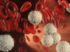 Znanstvenici su iznenađeni otkrićem da krvne stanice dolaze iz dva različita izvora