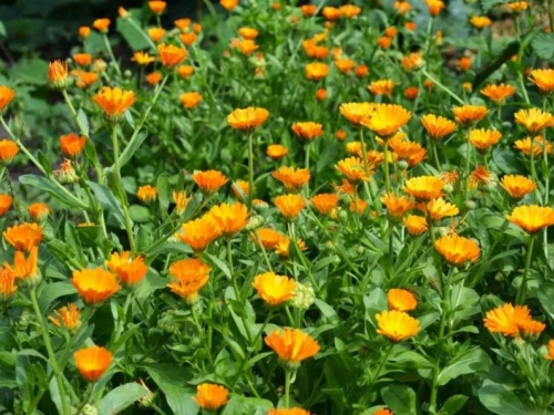 5 vrsta cvijeća koje štiti vrt