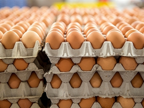 Hrvatska i Litva jedine članice EU-a koje nisu pogođene zaraženim jajima