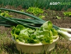 Pet najboljih vrsta povrća za sadnju, idelni za početnike