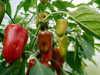Greške kod uzgoja paprika koje vam mogu uništiti urod