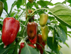 Greške kod uzgoja paprika koje vam mogu uništiti urod