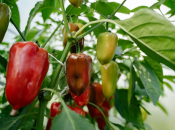 Greške kod uzgoja paprika koje vam mogu uništiti urod