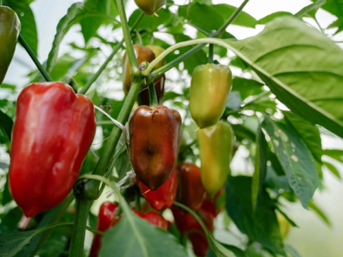 Greške kod uzgoja paprika koje vam mogu uništiti urod