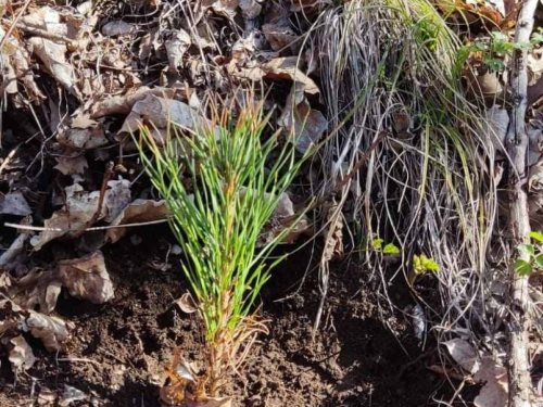 Akcija pošumljavanja na lokalitetu ''Ponir'' u Rami