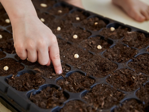 Što posijati u siječnju - koje povrće i cvijeće?
