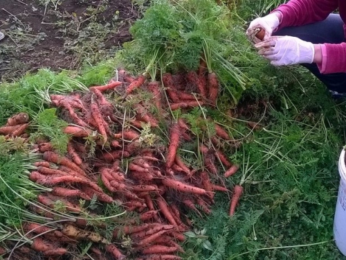 Ubiranje plodova svoga rada