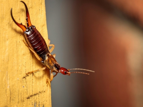 Suživot s kukcima: Jednu bubu biste trebali izbjegavati ubijati pod svaku cijenu