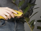 Ne bacajte koru ovog voća, ona će nahraniti listove vašeg sobnog bilja