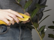 Ne bacajte koru ovog voća, ona će nahraniti listove vašeg sobnog bilja