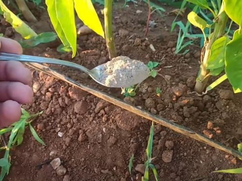 Paprika voli pepeo i sodu: Prirodno gnojivo za zdrav rast i bogat urod