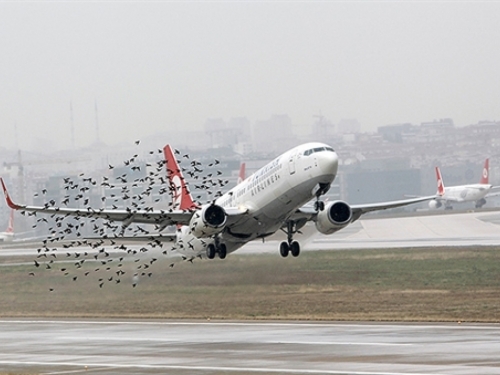 U New Yorku ubili 70 000 ptica kako bi nebo učinili sigurnijim za avione