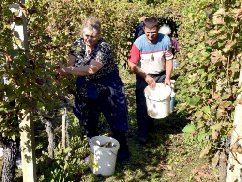 FOTO: Zora i Slavko Bošnjak iz Rame postali pravi vinogradari
