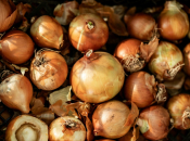 Ovo je najplodnija sorta luka na svijetu: daje visok urod i u lošim uvjetima