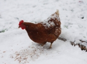 Kako očuvati nosivost kokoši tijekom zime