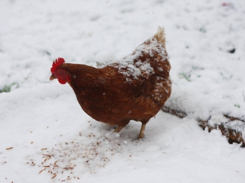 Kako očuvati nosivost kokoši tijekom zime