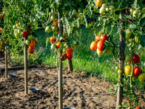 Posadite ovo uz rajčicu i dobit ćete zdravije i sočnije plodove