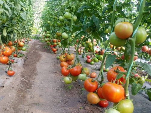 Koliko razmaka treba biti između sadnica rajčice?