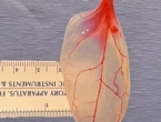 Znanstvenici list špinata pretvorili u mišićno tkivo