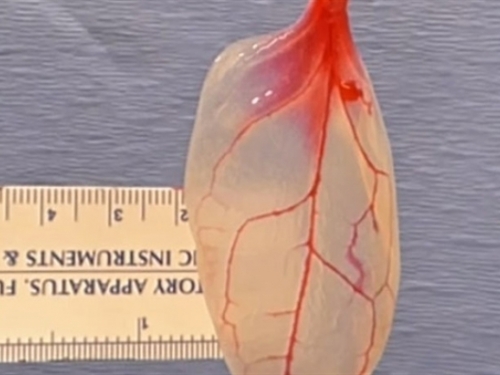 Znanstvenici list špinata pretvorili u mišićno tkivo