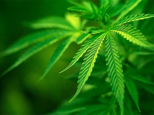 Poljska legalizirala marihuanu