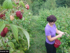 BiH deseti proizvođač maline u svijetu