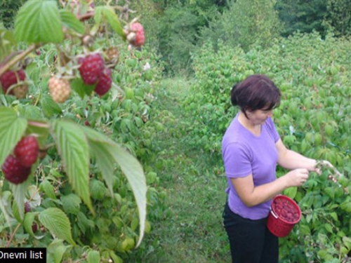 BiH deseti proizvođač maline u svijetu