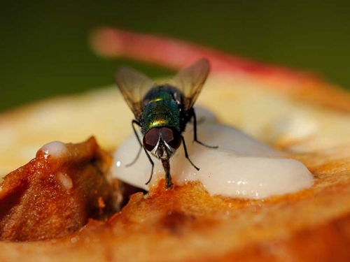 Muha na hrani je opasnija nego smo mislili