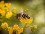 Svjetski dan pčela: Koliko smo zaista svjesni njihovog značaja?