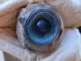 Razriješen misterij divovskog oka?