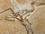 127 milijuna godina star fosil baca novo svjetlo na razvoj ptica