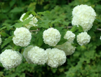 Viburnum - Prekrasan i otporan ukras za vaše dvorište