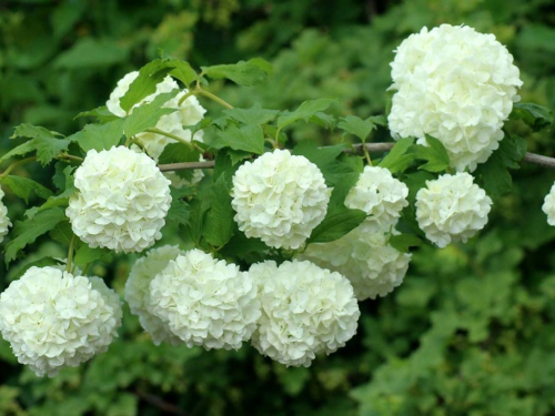 Viburnum - Prekrasan i otporan ukras za vaše dvorište