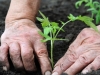 Biljne kupke za bolji rast sjemenja. Znate li što se u čemu namače?