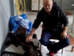Tomislavgrad: Prvi put u povijesti obavljena transfuzija krvi psa