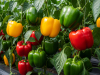 Paprika sada najviše raste: Kako osigurati bogat urod i zdrave plodove