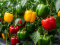 Paprika sada najviše raste: Kako osigurati bogat urod i zdrave plodove