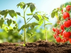 Pravilna sadnja i njega rajčice