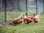 Kako spriječiti kokoši da kljucaju jaja?