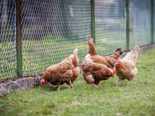 Kako spriječiti kokoši da kljucaju jaja?