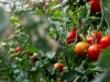 Pospite oko rajčica sodu bikarbonu - evo zašto