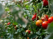 Pospite oko rajčica sodu bikarbonu - evo zašto
