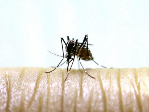 Ovo trebate znati o komarcima