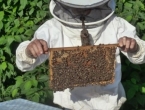 'Pčelinji otrov ćemo prodavati u Europi, za kilu se dobije i 20 tisuća eura'