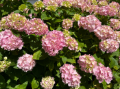 Greška s hortenzijom u studenom mogla bi vas koštati cvijeća sljedeće godine