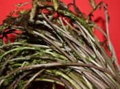 Kuke najavljuju proljeće: Zdrave, tražene i sve skuplje na početku sezone